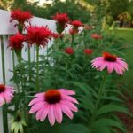 Bee balm, coneflowers, and swamp milkweed growing in a pollinator garden