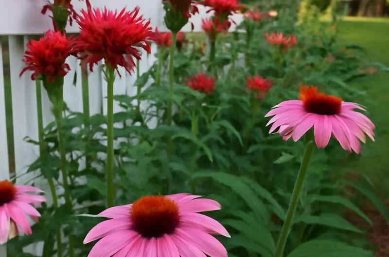Bee balm, coneflowers, and swamp milkweed growing in a pollinator garden