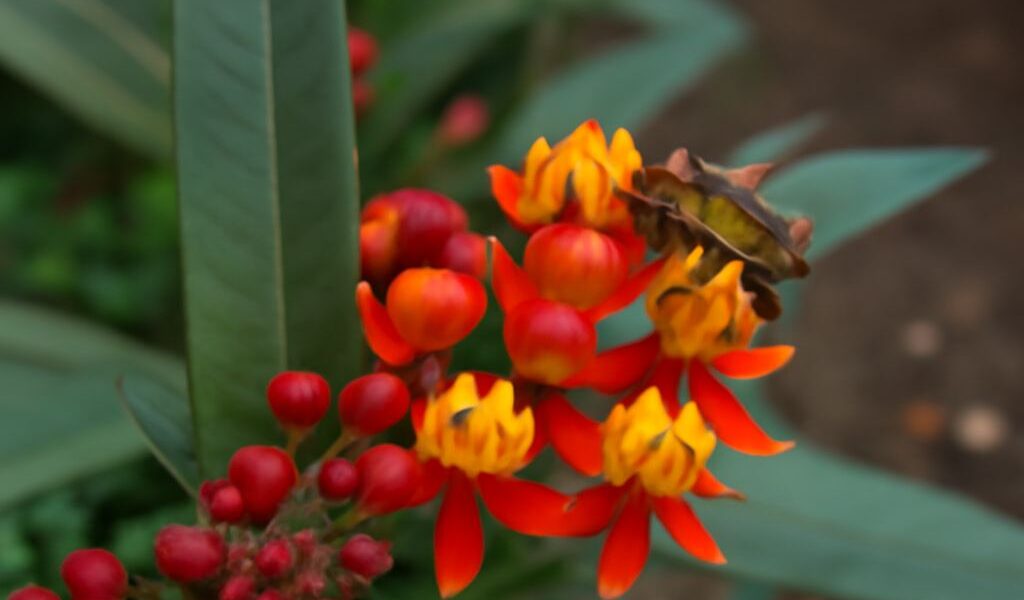 Milkweed caterpillar on milkweed near blooming bee balm in a pollinator garden