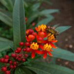 Milkweed caterpillar on milkweed near blooming bee balm in a pollinator garden
