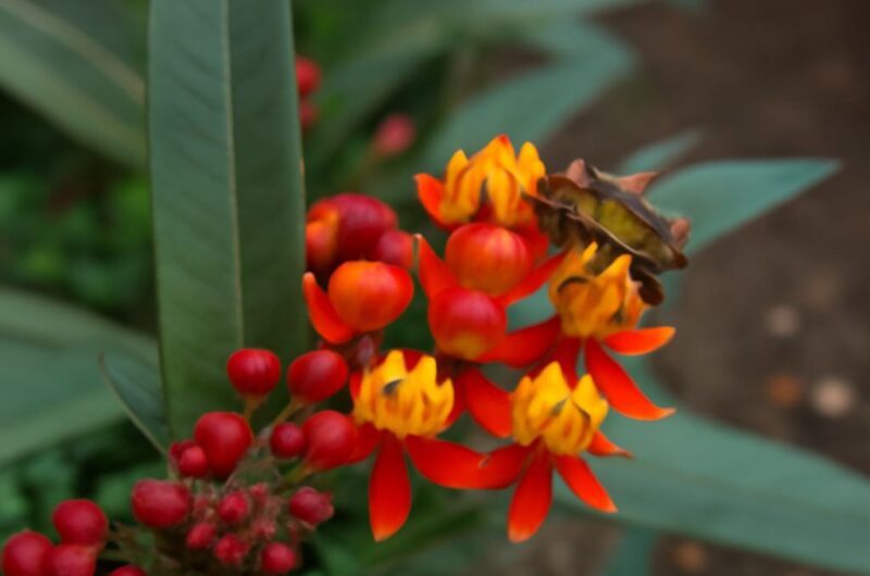 Milkweed caterpillar on milkweed near blooming bee balm in a pollinator garden