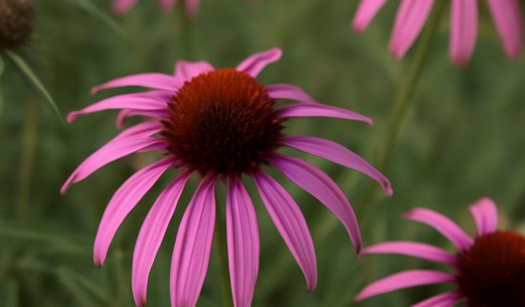 Orange milkweed, orange coneflower, and pale purple coneflower in a native planting