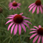 Orange milkweed, orange coneflower, and pale purple coneflower in a native planting