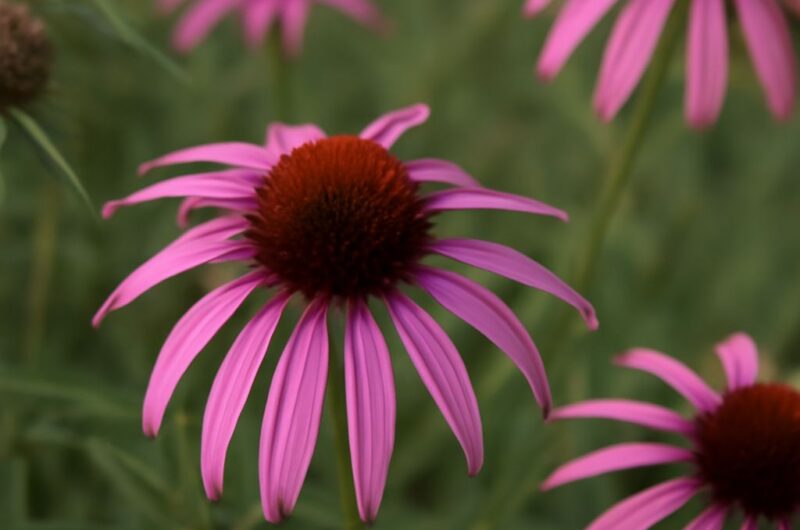 Orange milkweed, orange coneflower, and pale purple coneflower in a native planting
