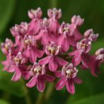 Milkweed and purple coneflower growing together in a butterfly garden