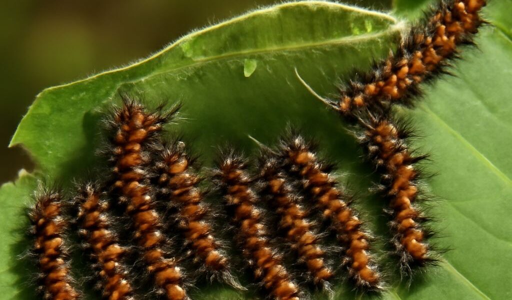 Hairy tussock moth caterpillar feeding on a milkweed leaf