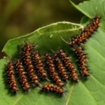 Hairy tussock moth caterpillar feeding on a milkweed leaf