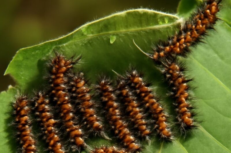Hairy tussock moth caterpillar feeding on a milkweed leaf