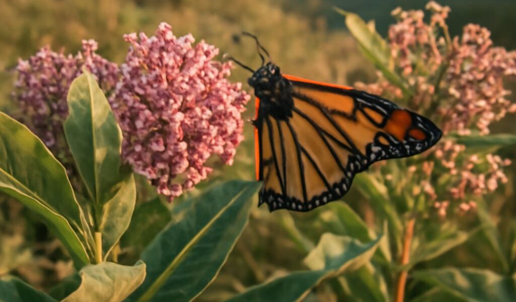 Pink-flowered milkweed beside purple echinacea in a sunny native garden