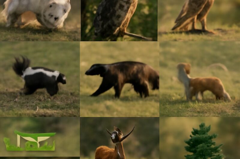 Taiga conifers and shrubs in a connected food web