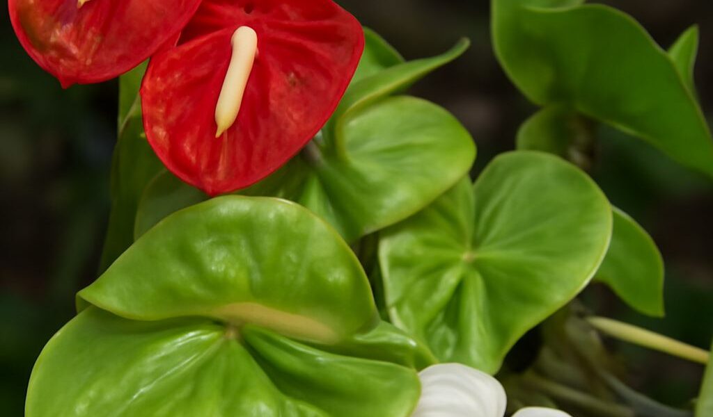 Anthurium plant with distinctive flowers