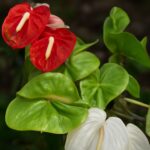 Anthurium plant with distinctive flowers
