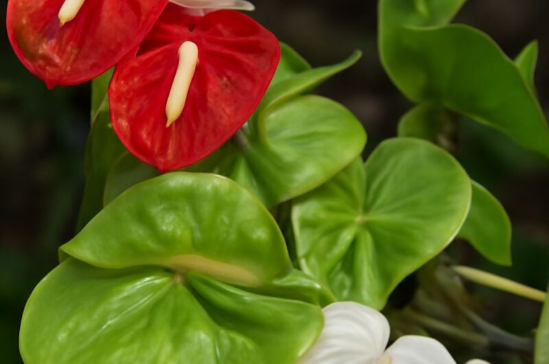 Anthurium plant with distinctive flowers