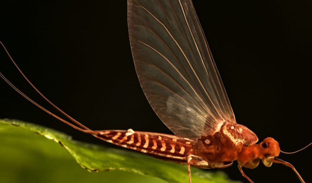 Aquatic insects in a forest stream