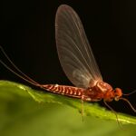 Aquatic insects in a forest stream