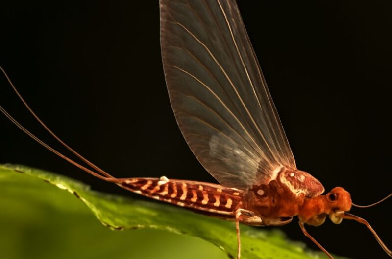 Aquatic insects in a forest stream