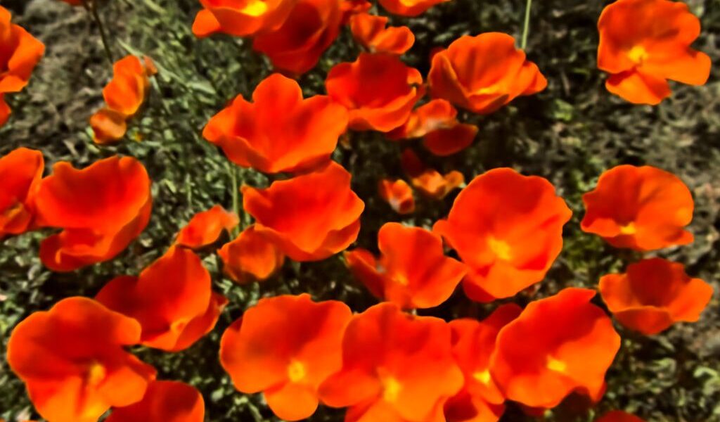 California poppies in bloom
