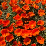 California poppies in bloom