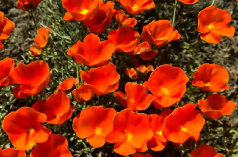 California poppies in bloom