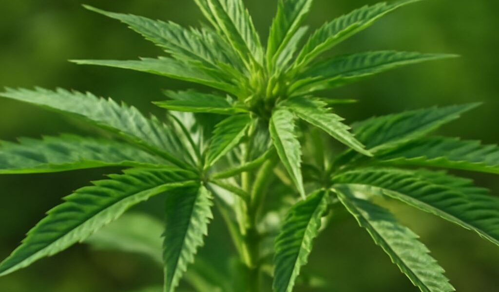 Cannabis plant growing in its natural habitat