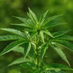 Cannabis plant growing in its natural habitat