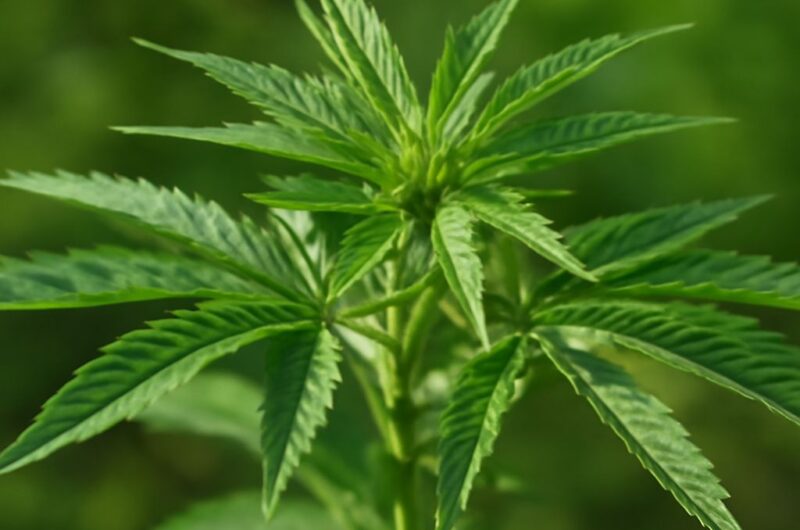 Cannabis plant growing in its natural habitat