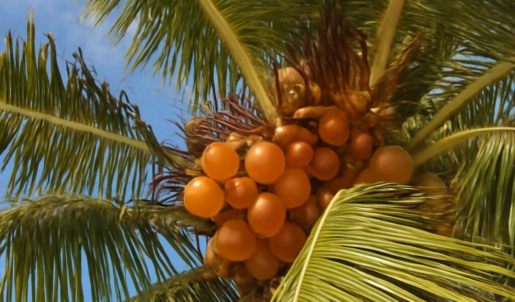 A coconut palm tree in its natural habitat