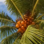 A coconut palm tree in its natural habitat