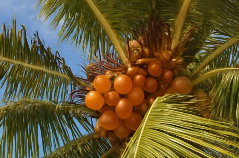 A coconut palm tree in its natural habitat