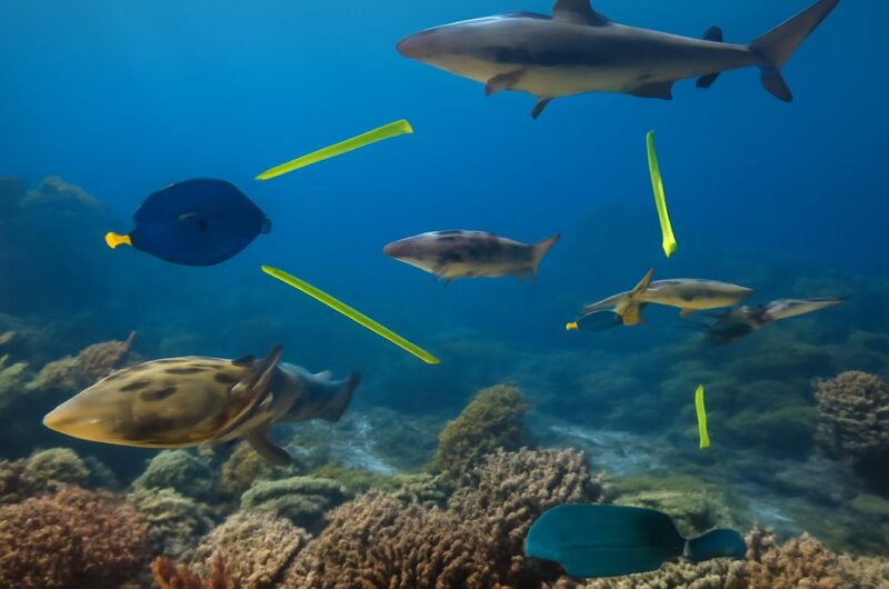 Diagram of a coral reef food web showing various marine species.