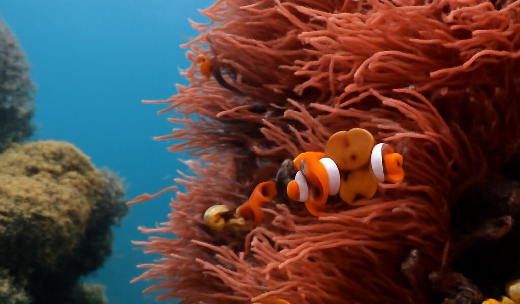A vibrant coral reef teeming with marine life