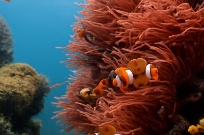 A vibrant coral reef teeming with marine life
