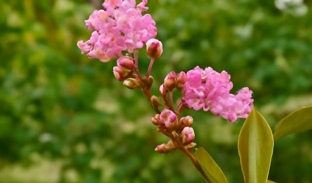 Crapemyrtle tree with vibrant blooms