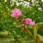 Crapemyrtle tree with vibrant blooms