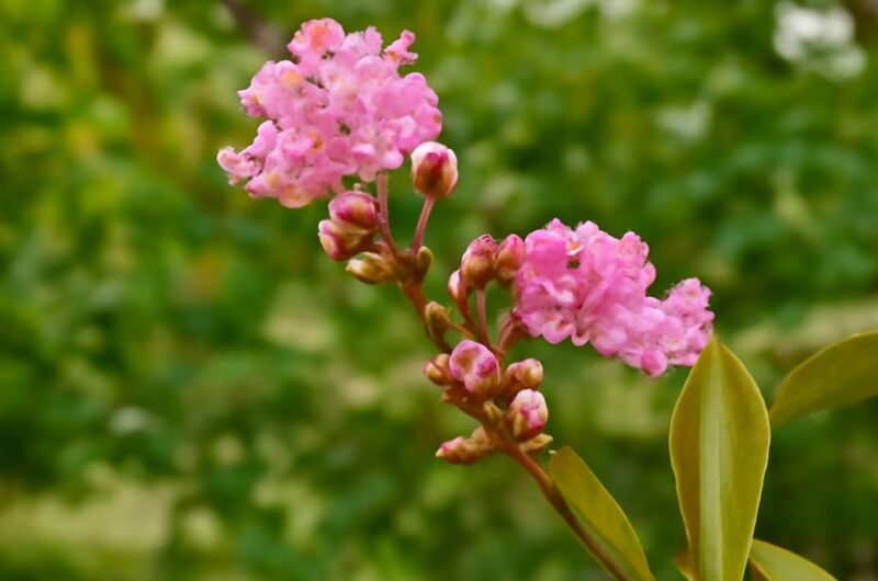 Crapemyrtle tree with vibrant blooms