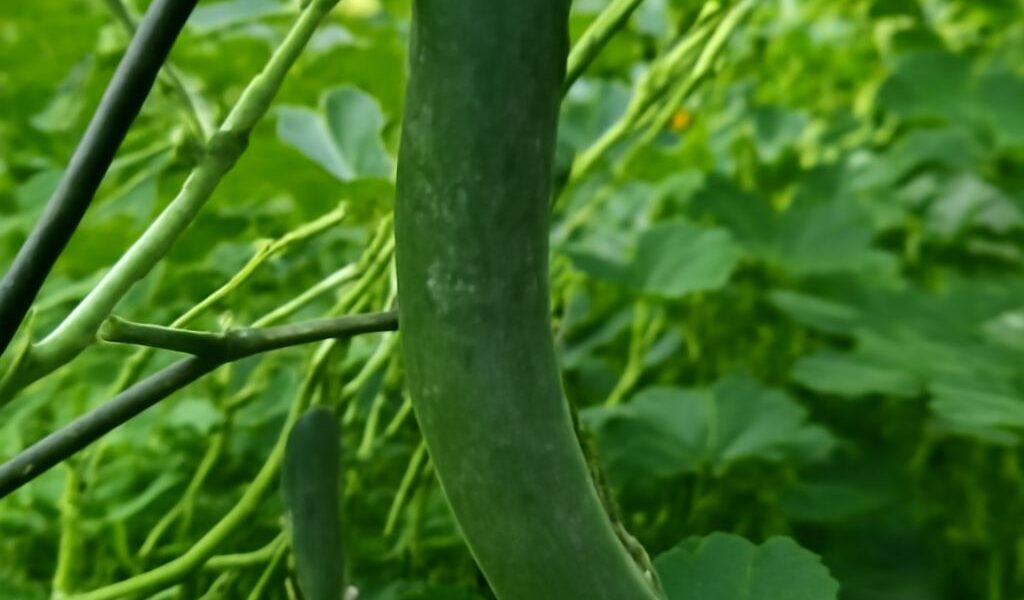 Cucumber plants growing alongside companion plants in a garden
