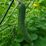 Cucumber plants growing alongside companion plants in a garden