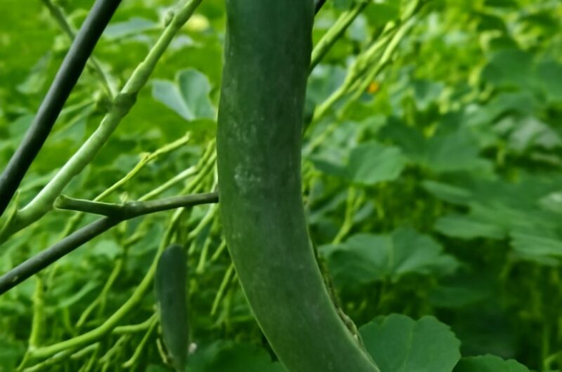 Cucumber plants growing alongside companion plants in a garden