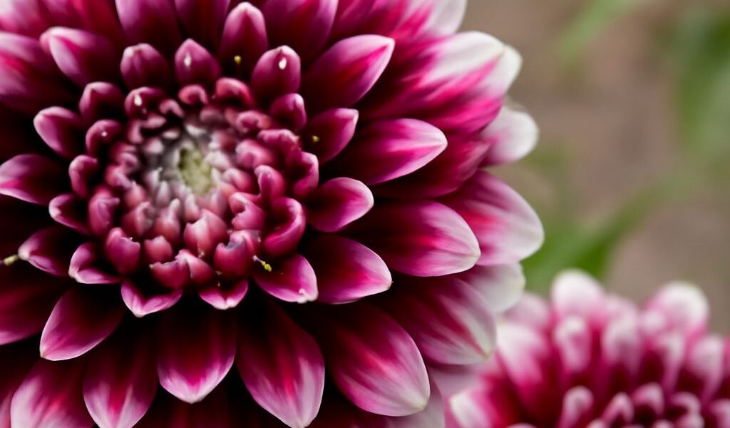 Colorful dahlias blooming in a garden