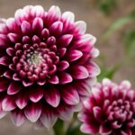 Colorful dahlias blooming in a garden