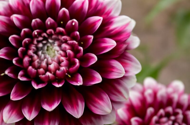 Colorful dahlias blooming in a garden