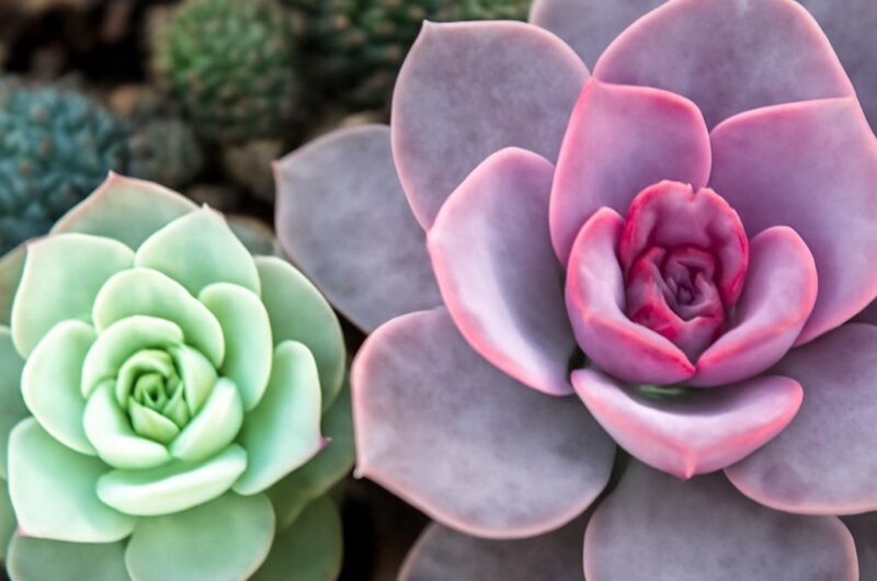 Variety of desert plants in arid landscape