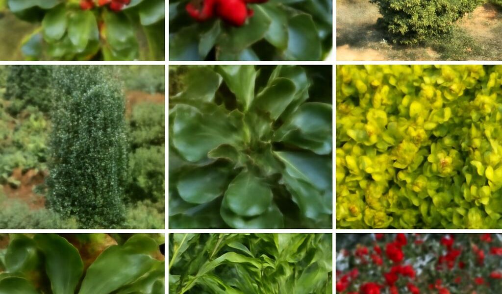 Close-up of holly plant with berries