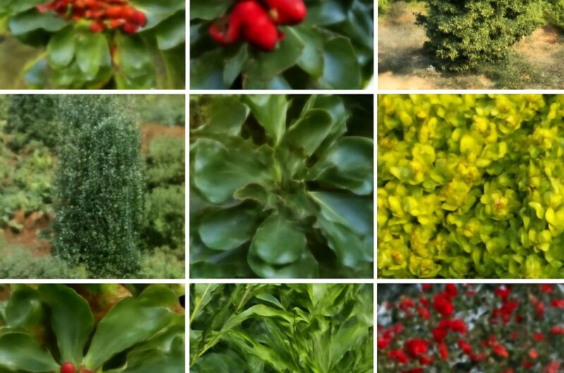 Close-up of holly plant with berries