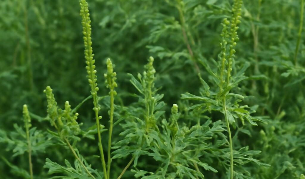 A collection of common garden weeds for identification