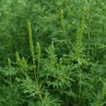 A collection of common garden weeds for identification