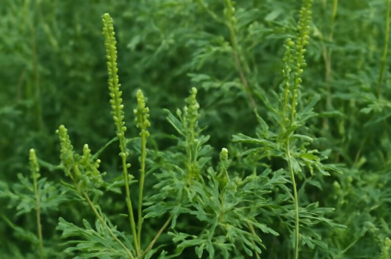 A collection of common garden weeds for identification
