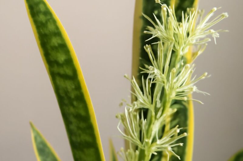 Mother-in-law's tongue plant in its natural habitat