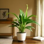 A lush peace lily plant with green leaves and white flowers