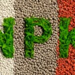 Choosing phosphorus-rich plant fertilizers and organic sources based on soil tests and nutrient availability.